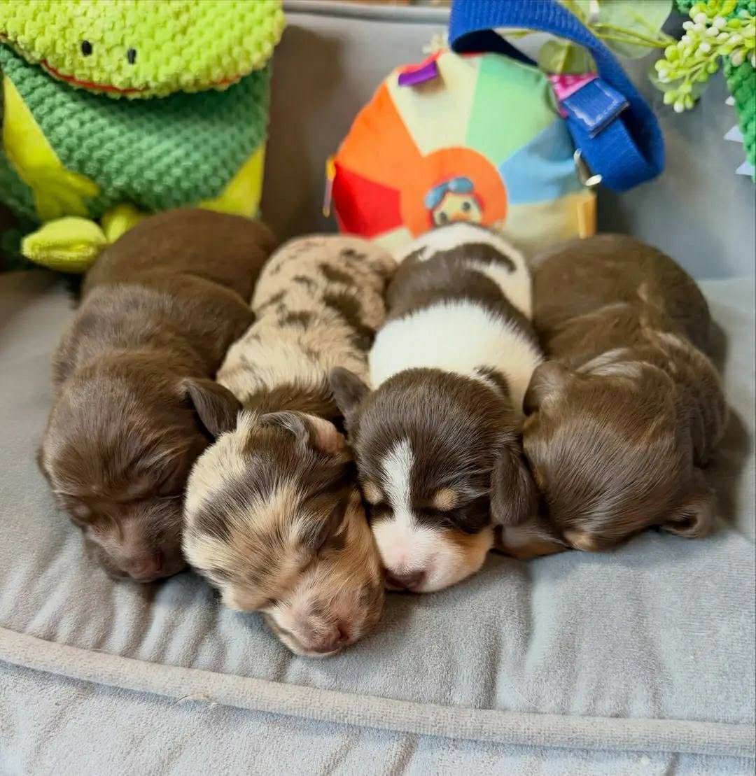 Dachshund puppies playing together at Royal Dachshunds UK