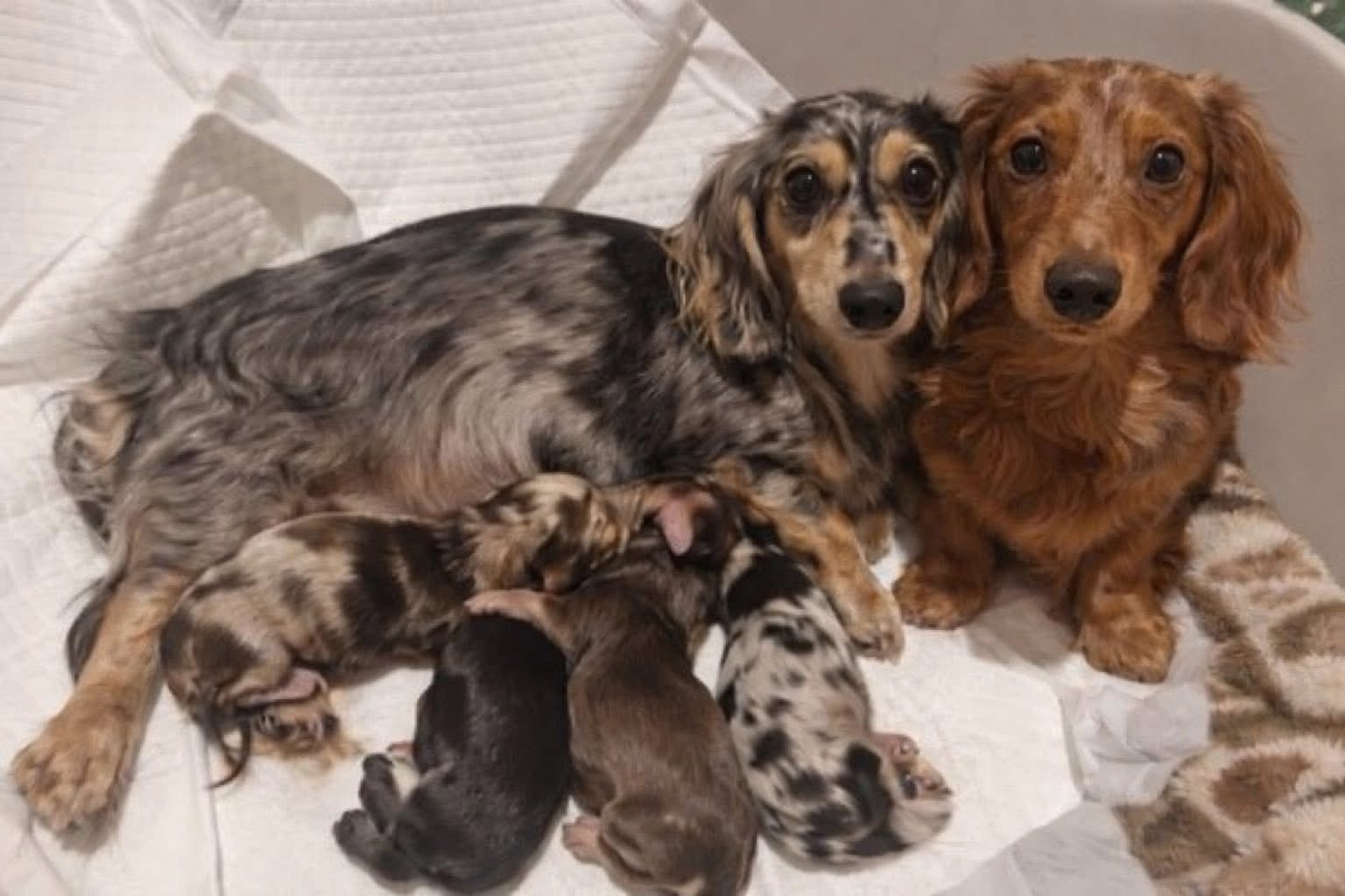 Mini dachshund puppy for sale close up