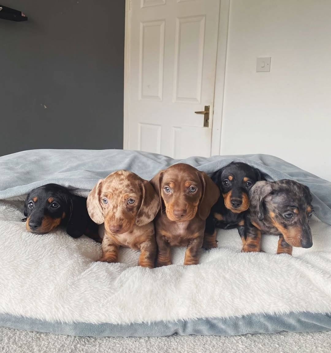 Standard dachshund puppy for sale playing