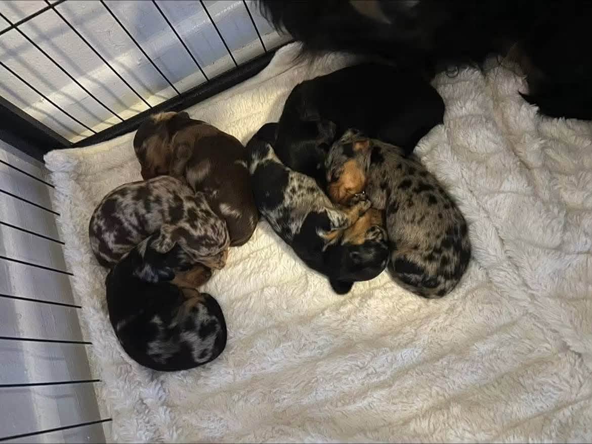 Dachshund puppy being handled and socialised at home
