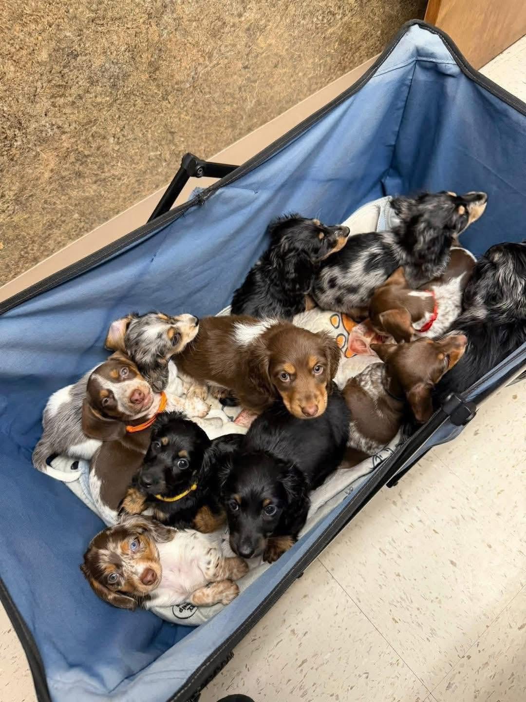 Dachshund puppy for sale resting at Royal Dachshunds UK