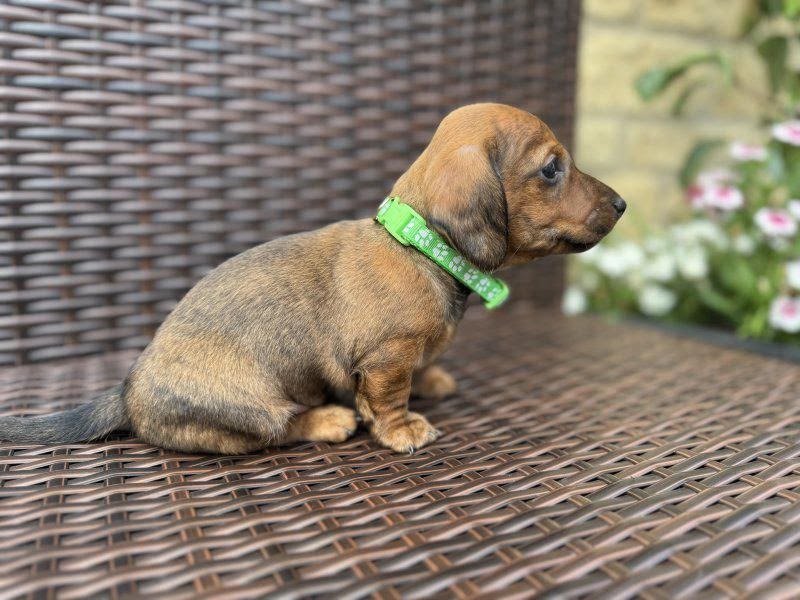 Wallace, male dachshund puppy for sale, 9 weeks old