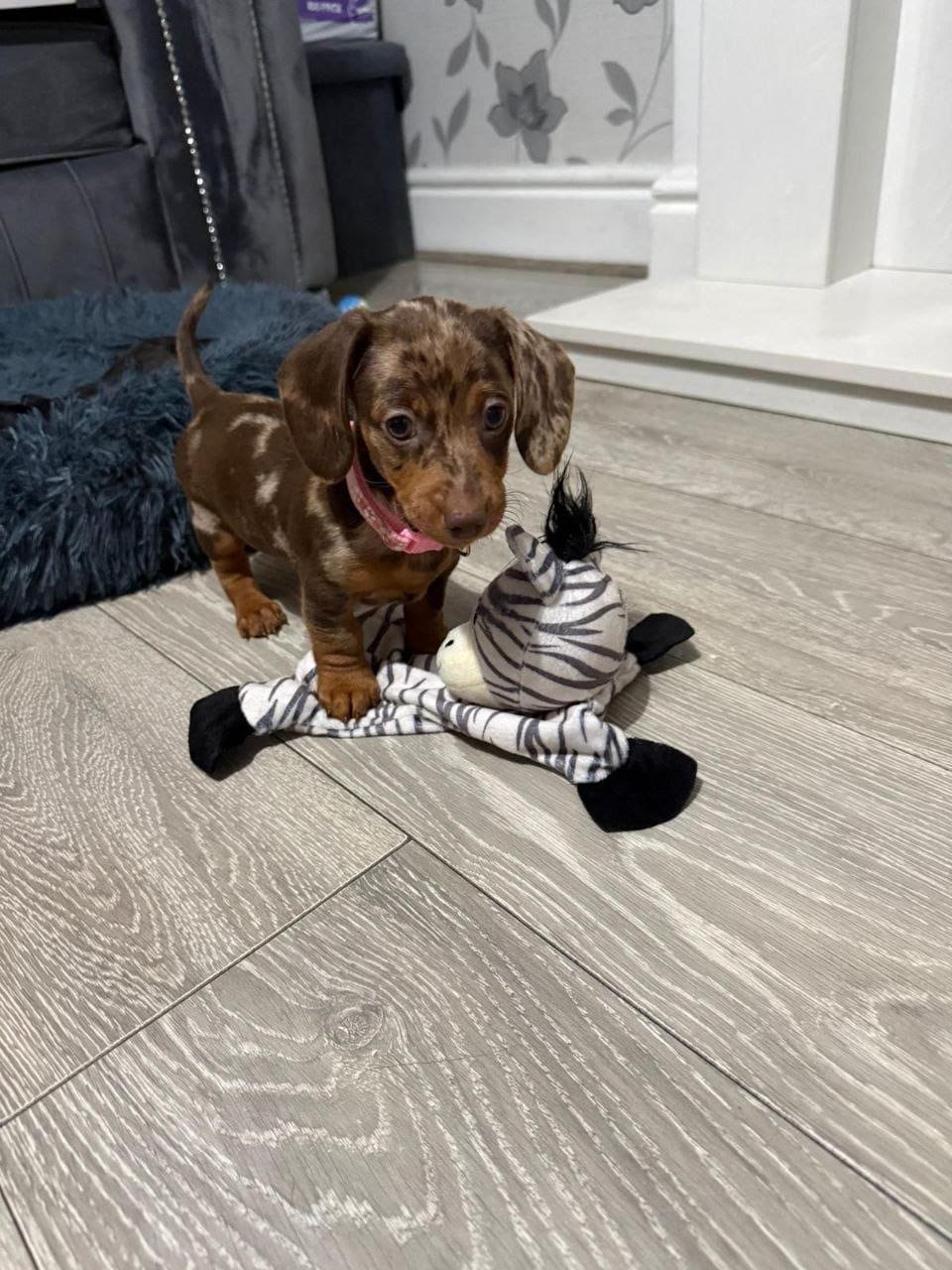 Vera, female dachshund puppy for sale, 9 weeks old