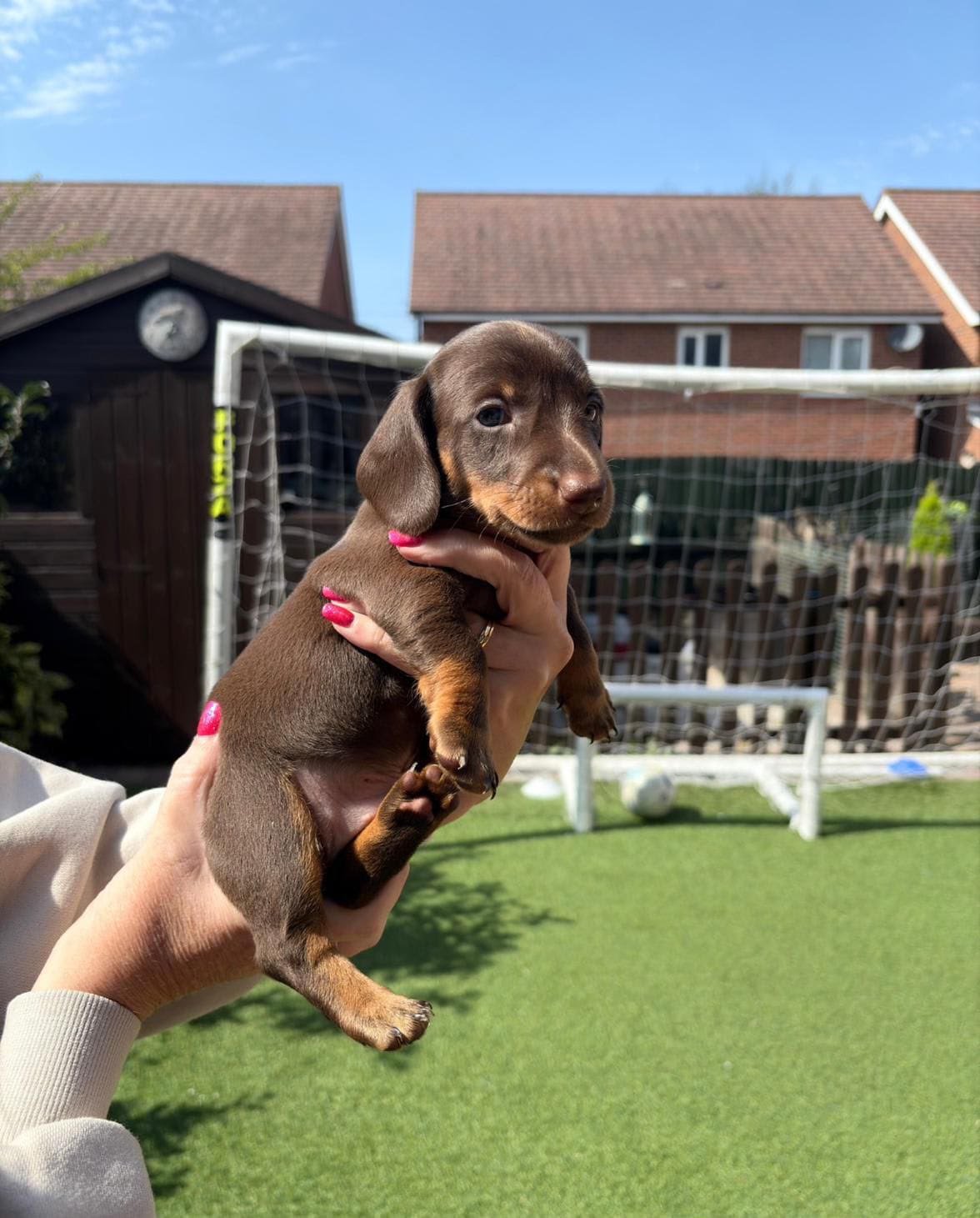 Ben, male dachshund puppy for sale, 9 weeks old
