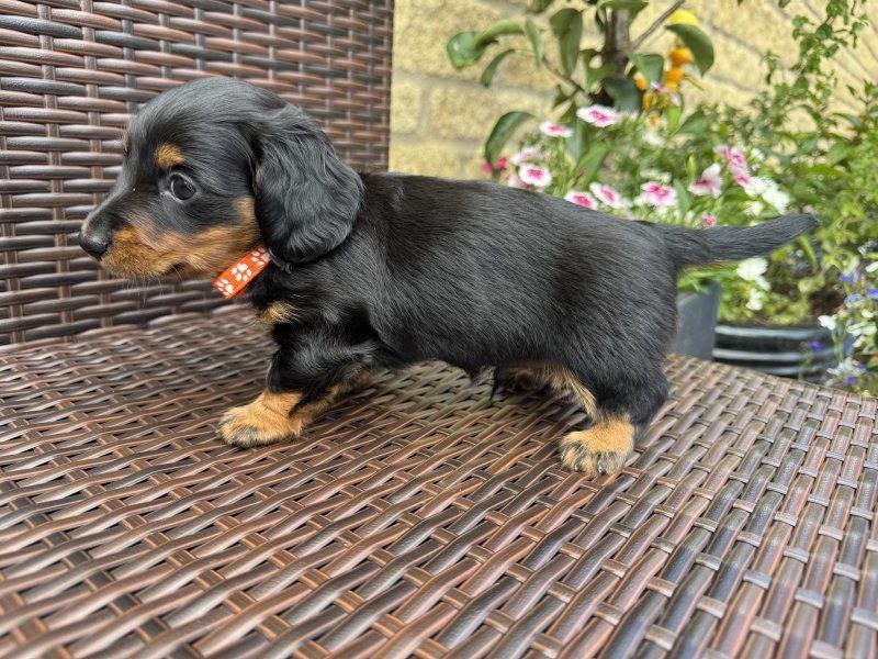 Donald, male dachshund puppy for sale, 9 weeks old