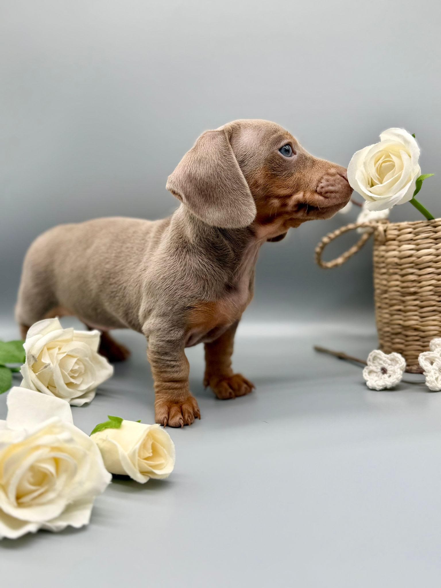 Max, male dachshund puppy for sale, 9 weeks old