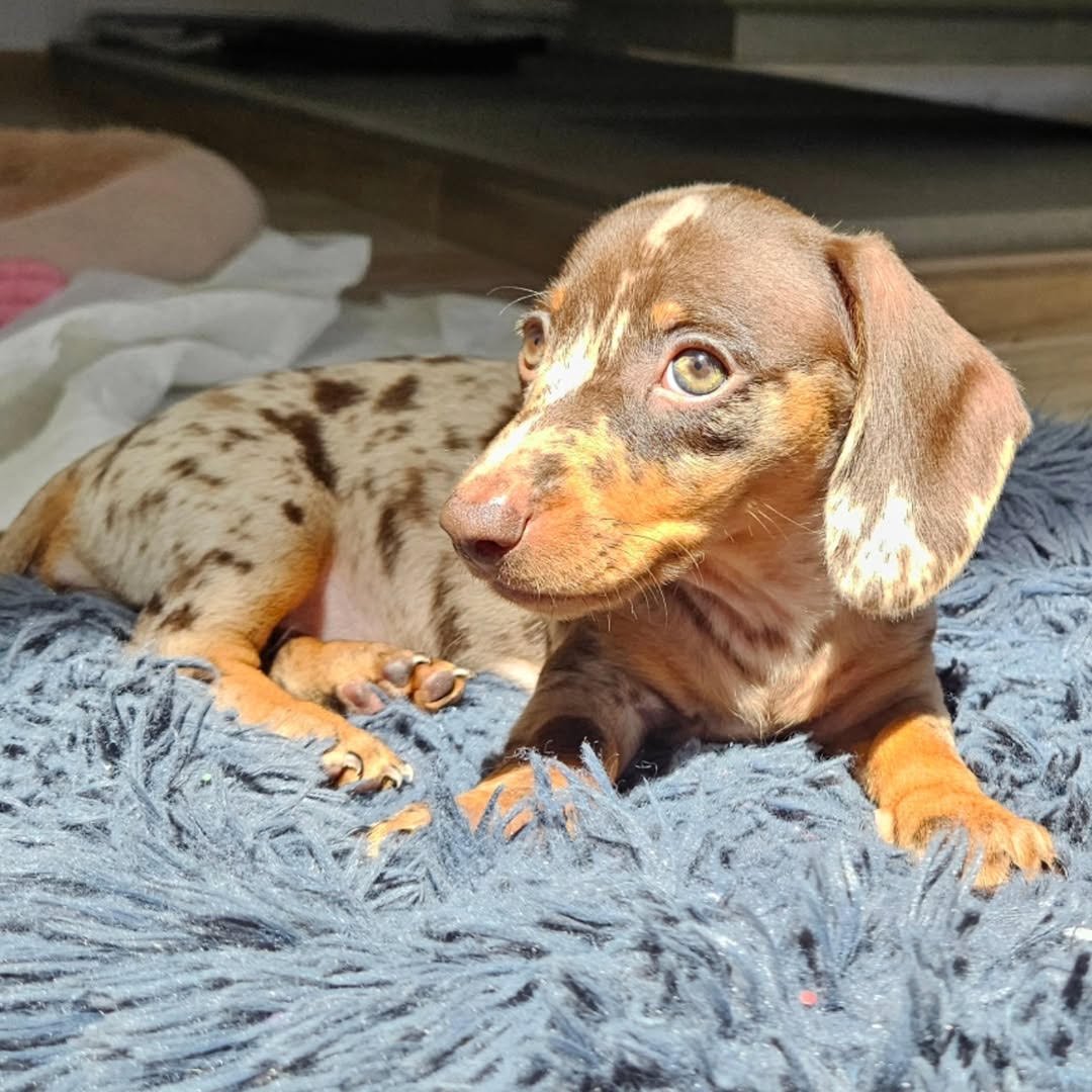 Bruce, male dachshund puppy for sale, 9 weeks old