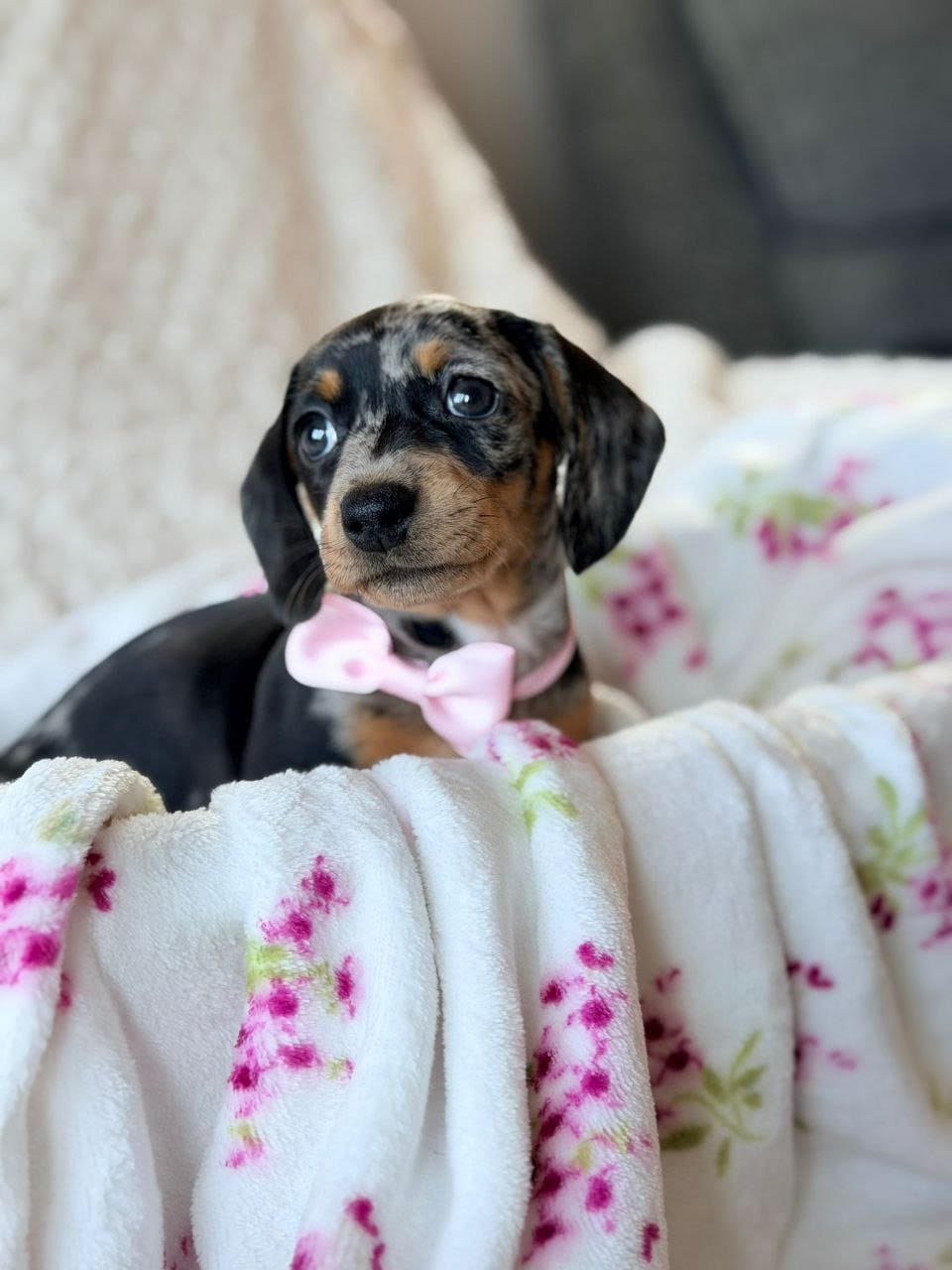 Rosie, female dachshund puppy for sale, 9 weeks old
