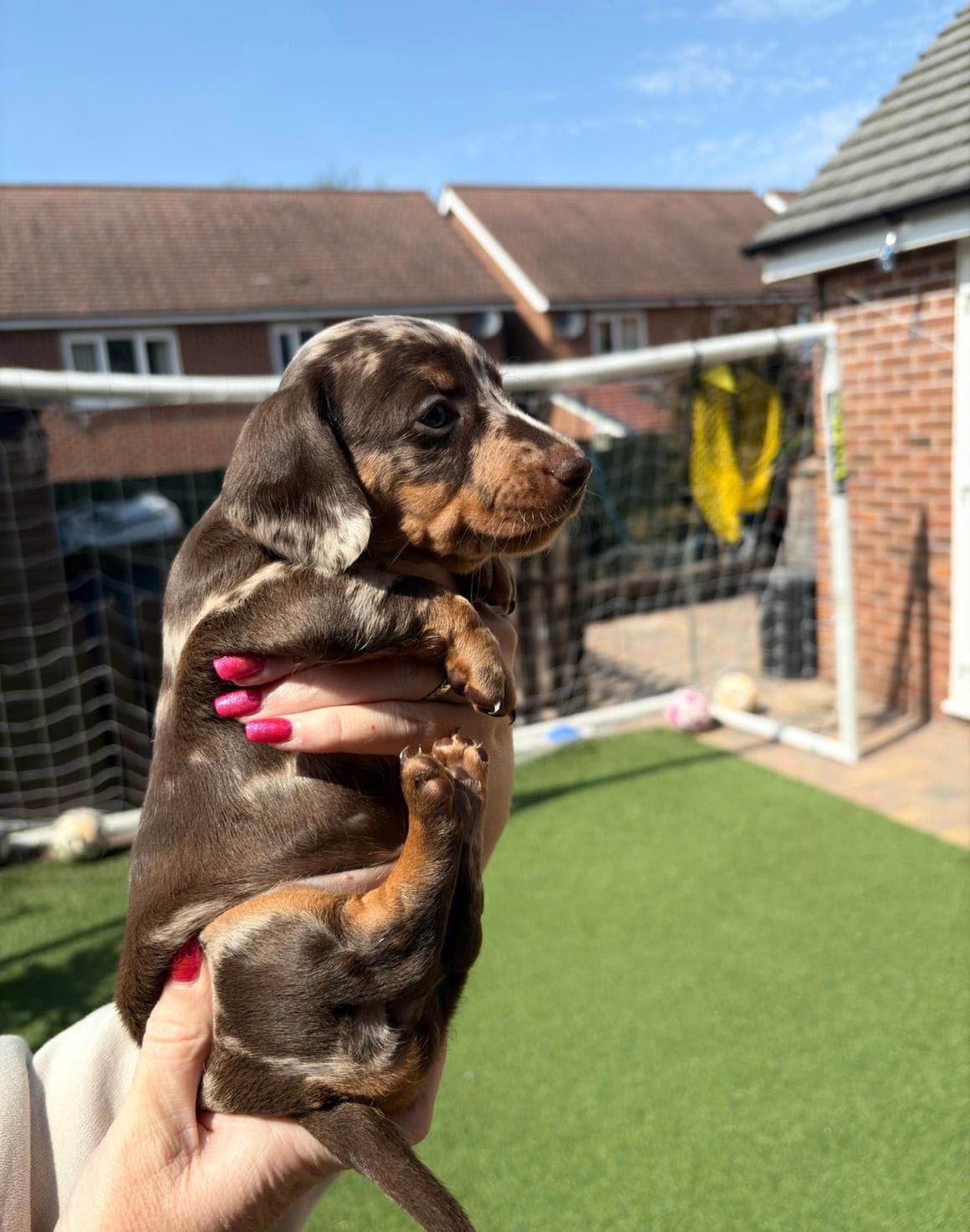 Diana, female dachshund puppy for sale, 9 weeks old