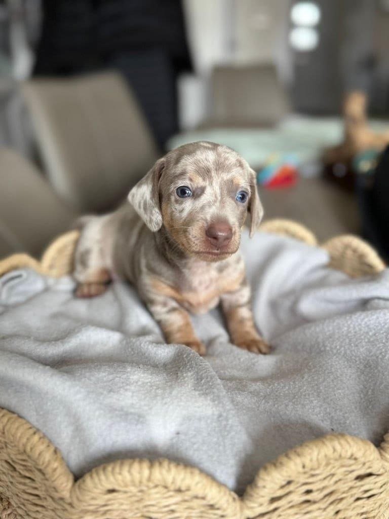 Clara, female dachshund puppy for sale, 9 weeks old
