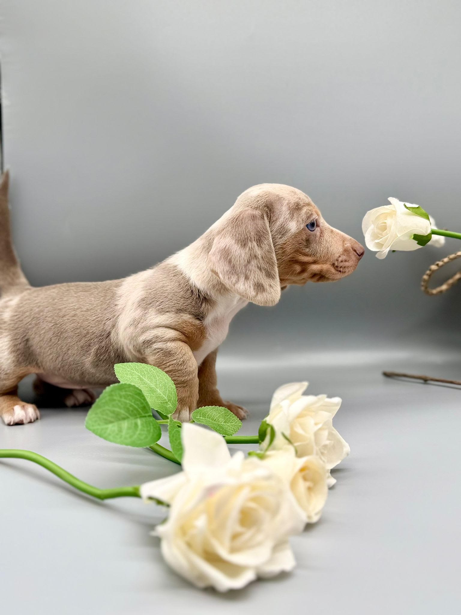 Sofia, female dachshund puppy for sale, 9 weeks old