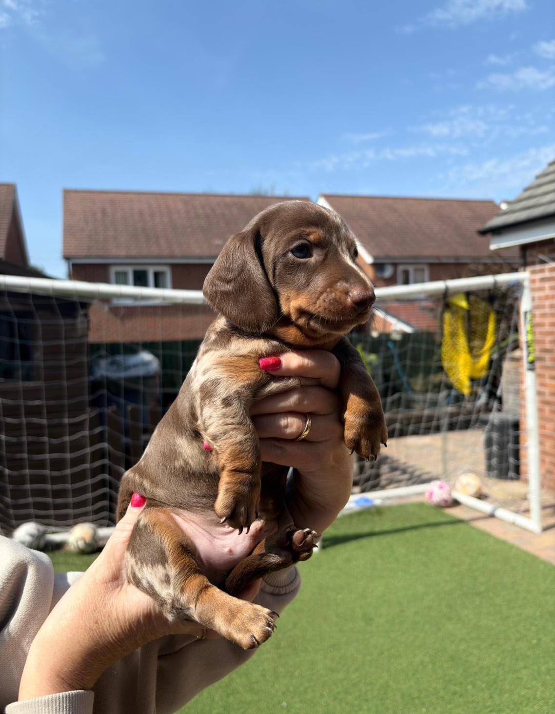 Aron, male dachshund puppy for sale, 9 weeks old